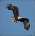 _2SB6953 bald eagle